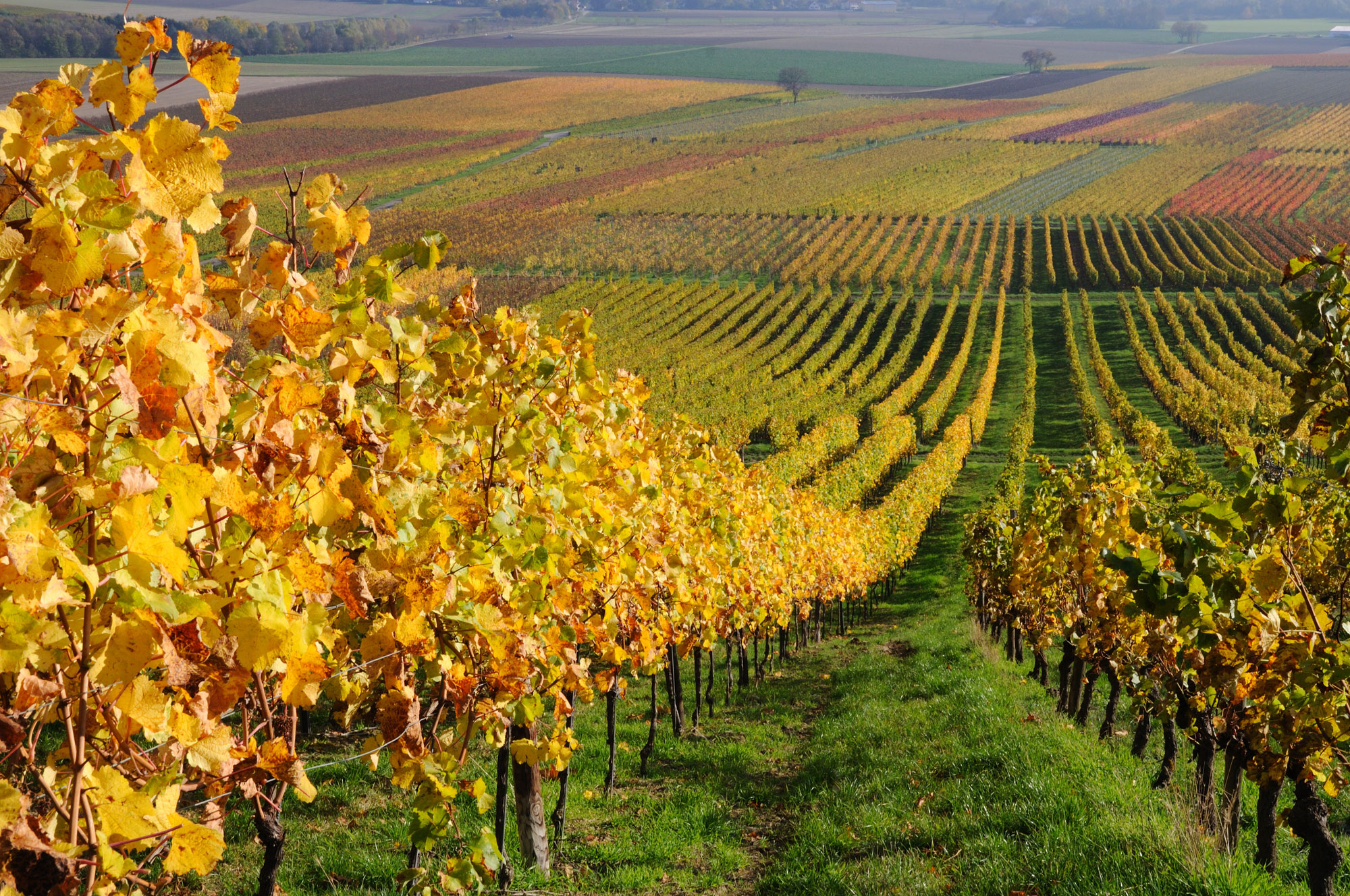 Autumn vineyard landscape in Rhine Valley, Germany